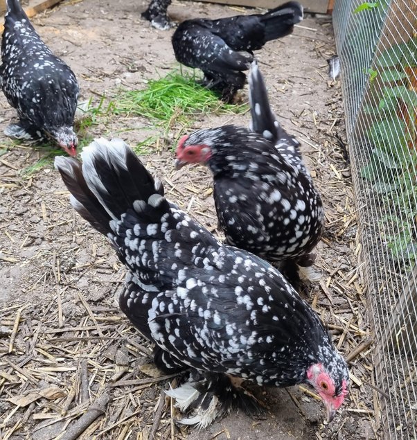 Oeufs Sabelpoot Noir caillouté blanc