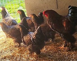 Brahma doré liseré noir 🇺🇸