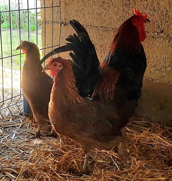 Cornuta di Caltanissetta 🇮🇹