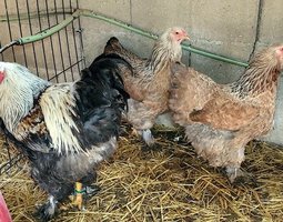 Brahma saumon 🇺🇸