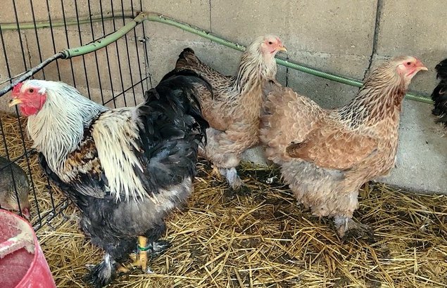 Brahma saumon 🇺🇸