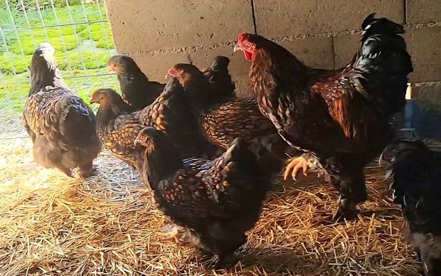 Brahma doré liseré noir 🇺🇸