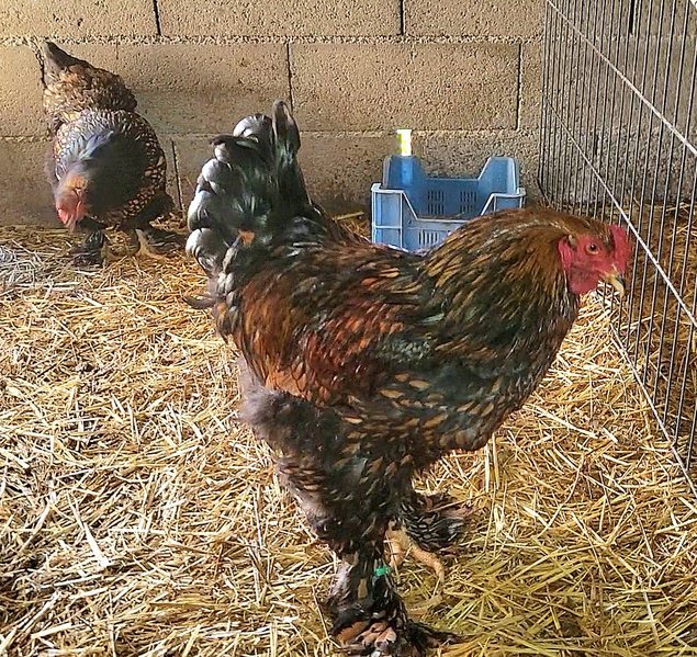 Brahma doré liseré noir 🇺🇸