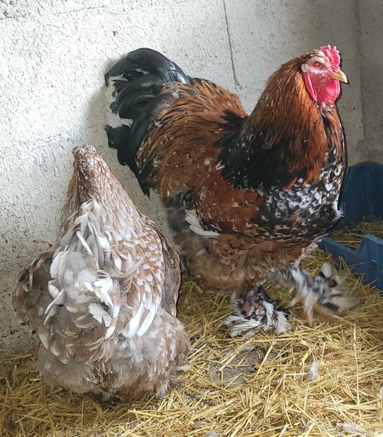 Brahma porcelaine 🇺🇸