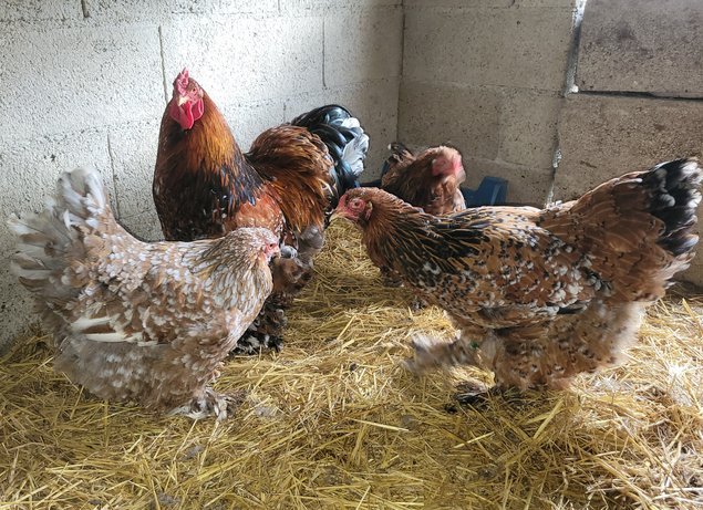 Brahma porcelaine 🇺🇸