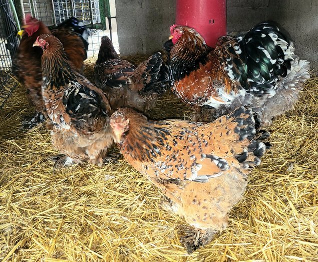 Brahma porcelaine 🇺🇸