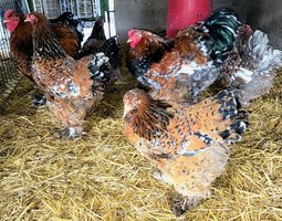 Brahma porcelaine 🇺🇸