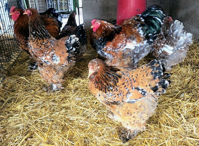 Brahma porcelaine 🇺🇸