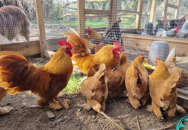 Oeufs de Sabelpoot Fauve Uni