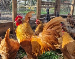 Oeufs de Sabelpoot Fauve Uni