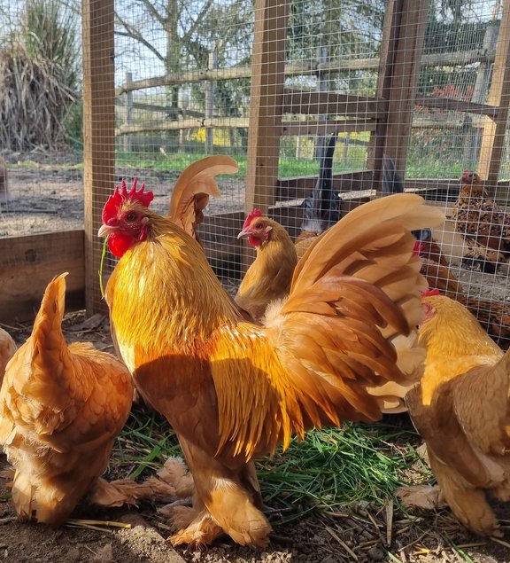 Oeufs de Sabelpoot Fauve Uni
