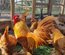 Oeufs de Sabelpoot Fauve Uni