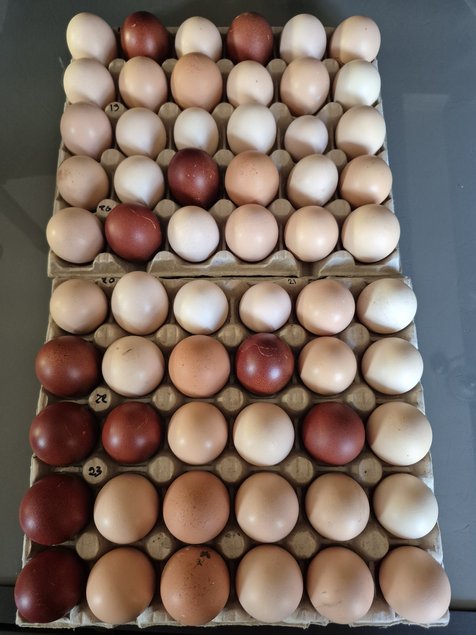 Marans croisé NCC et BCC