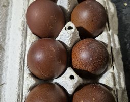 Marans croisé NCC et BCC