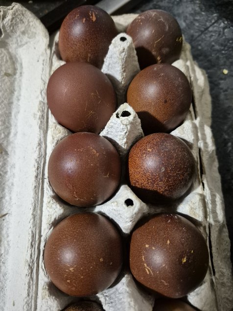 Marans croisé NCC et BCC