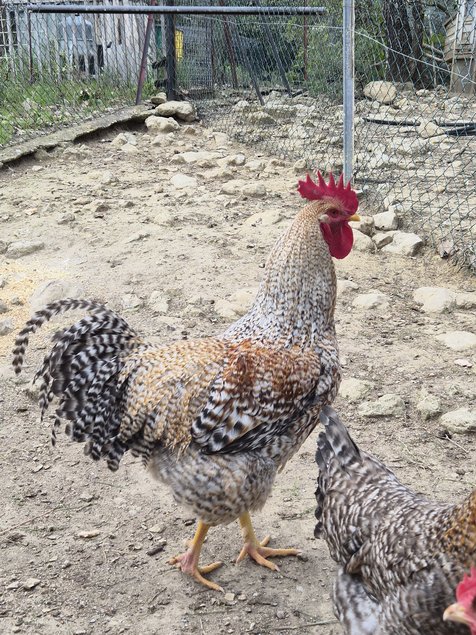 OEUFS FECONDES BIELEFELDER
