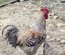 OEUFS FECONDES BIELEFELDER