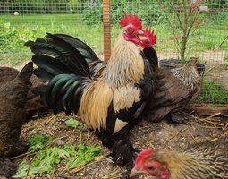 Oeufs Sabelpoot saumon dorée clair