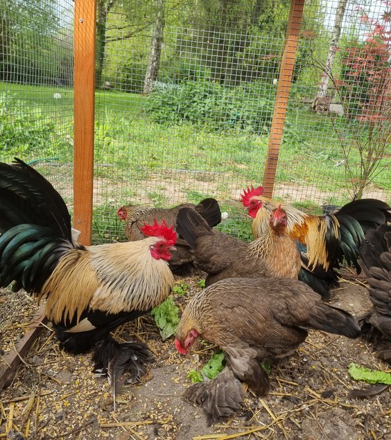 Oeufs Sabelpoot saumon dorée clair