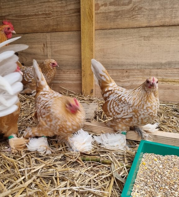Oeuf Sabelpoot Fauve caillouté blanc