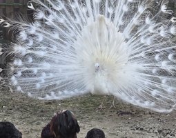 Oeufs de paon blanc et bleu
