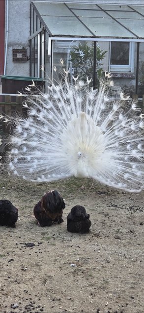 Oeufs de paon blanc et bleu