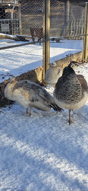Oeufs de paon blanc et bleu