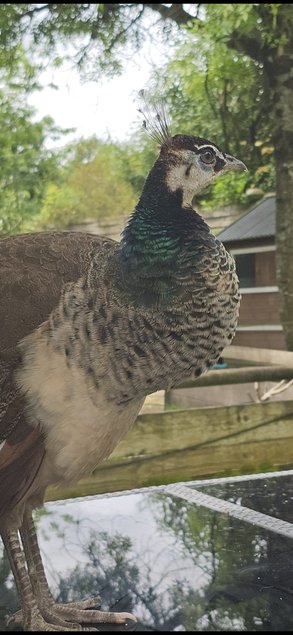 Oeufs de paon blanc et bleu