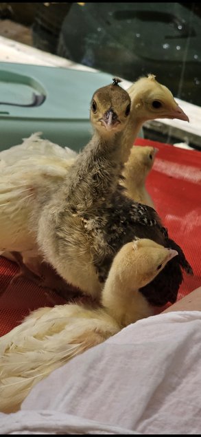 Oeufs de paon blanc et bleu