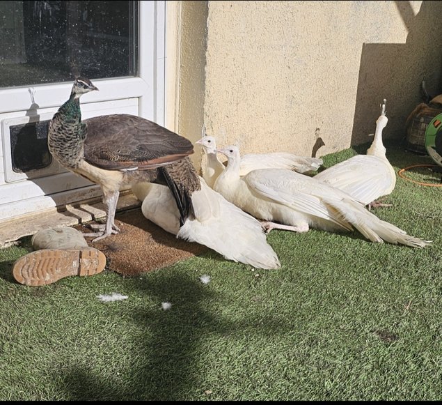 Oeufs de paon blanc et bleu