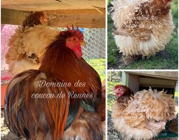Oeufs fécondés de Pékin Froment Doré lisse & frisé