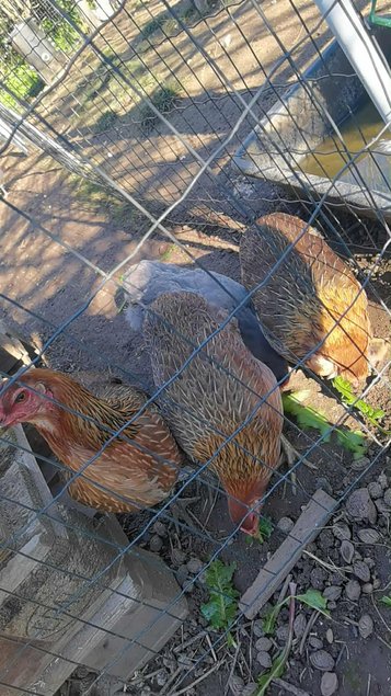 Oeufs fécondés d'araucana saumon dorée