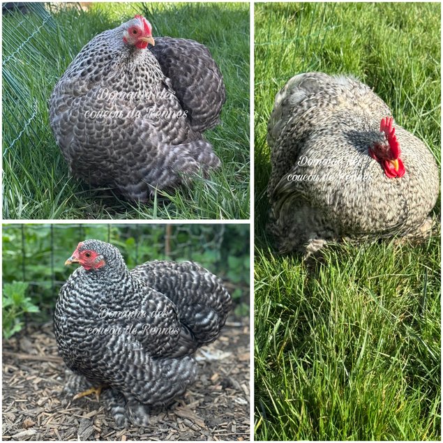 Oeufs fécondés de Pékin coucou lisse