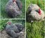 Oeufs fécondés de Pékin coucou lisse