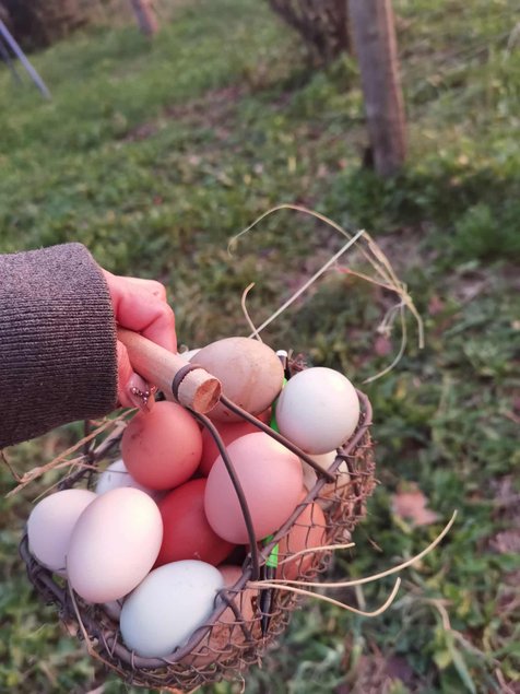 Oeufs fécondés de couleur mélange de race pondeuse