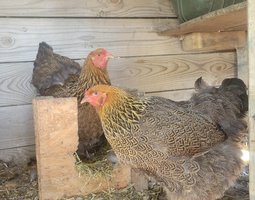 brahma perdrix maillé doré