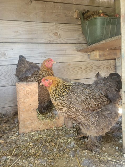 brahma perdrix maillé doré