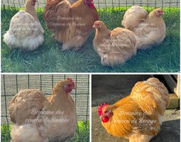 Oeufs fécondés de Pékin fauve et coucou fauve lisse