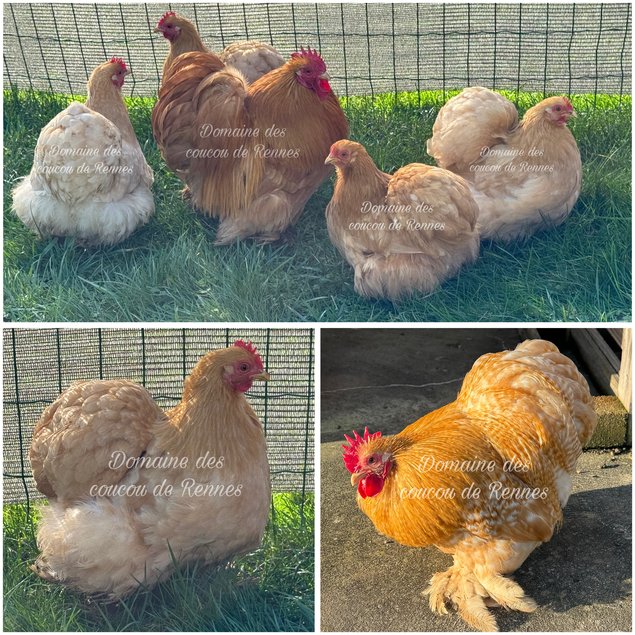 Oeufs fécondés de Pékin fauve et coucou fauve lisse