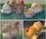 Oeufs fécondés de Pékin fauve et coucou fauve lisse