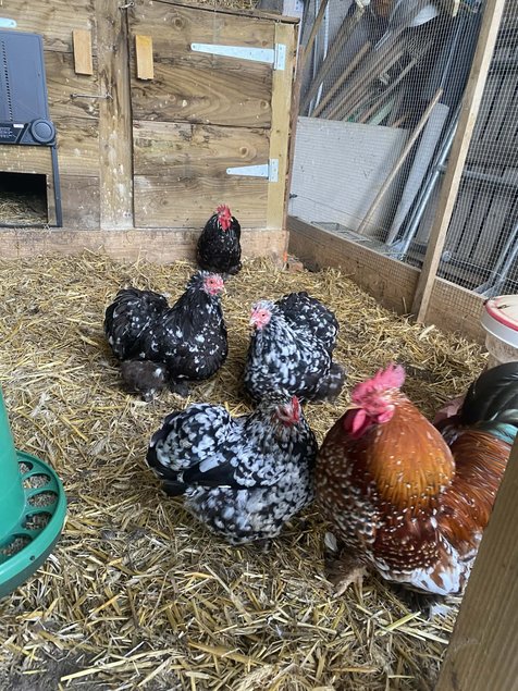 oeufs bantam de pekin