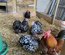 oeufs bantam de pekin