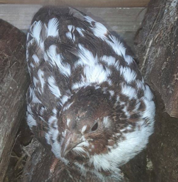 Caille du Japon couleur mix (argenté, caillouté, bleu...)