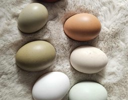 Oeufs fécondés de couleur mélange de race pondeuse