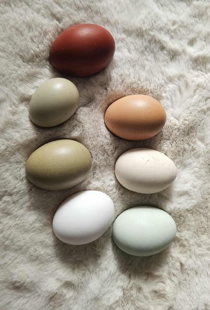 Oeufs fécondés de couleur mélange de race pondeuse