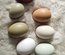 Oeufs fécondés de couleur mélange de race pondeuse