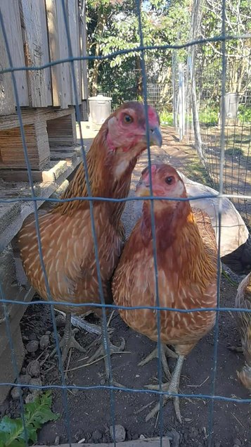 Oeufs fécondés d'araucana saumon dorée
