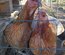 Oeufs fécondés d'araucana saumon dorée