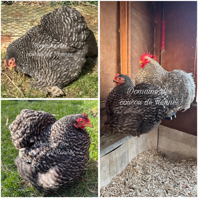 Oeufs fécondés de Pékin coucou lisse