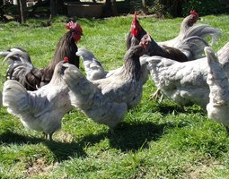 oeufs fécondés à couver de poules limousine et coqs de pêche limousin (envoi rapide et bien protégé)